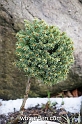 wbgarden dwarf conifers 38